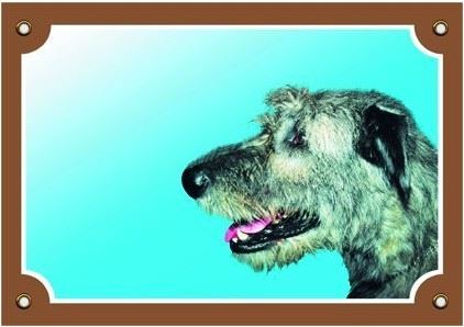 Farebná ceduľka Pozor pes Írsky vlkodav