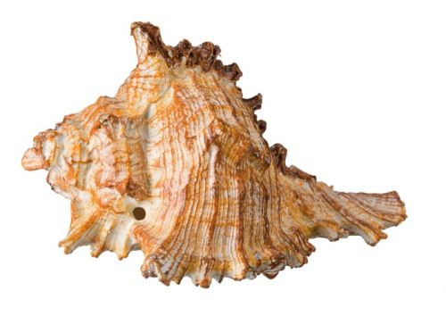 Sada mořských ulit 7-9 cm (6 ks)