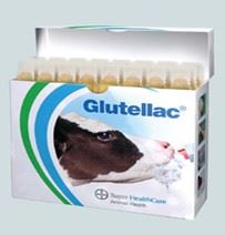 Glutellac Calf sol 3x8x50ml