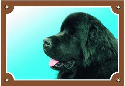 Farebná ceduľka Pozor pes Novofundlanský pes čierny