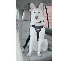 Postroj pes bezpečnostné do auta CLIX
