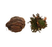 Lucky Reptile &quot;Rose of Jericho&quot;