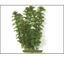 Rastlina Ambulia 30 cm 1ks