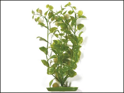 Rastlina Cardamine 30 cm 1ks