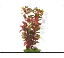 Rastlina Red Ludwigia 30 cm 1ks