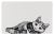 Prostírání Zentangle kočka 44 x 28 cm bílo/černé