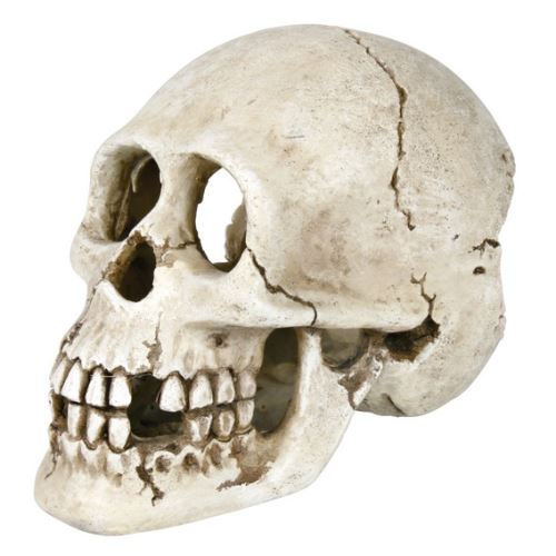 Ľudská lebka 15 cm