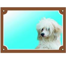 Farebná ceduľka Pozor pes Čínsky chocholatý pes