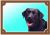 Farebná ceduľka Pozor pes Labrador čierny