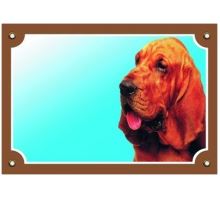 Farebná ceduľka Pozor pes Bloodhound