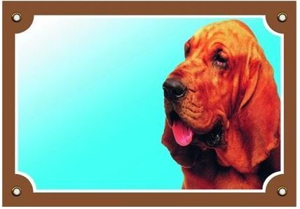 Farebná ceduľka Pozor pes Bloodhound