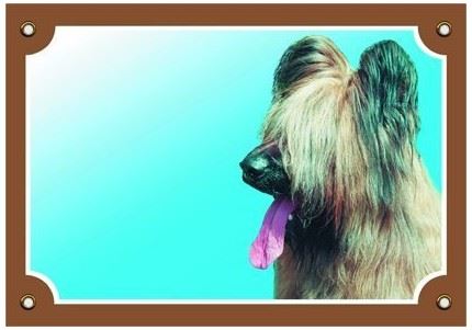 Farebná ceduľka Pozor pes Briard svetlý