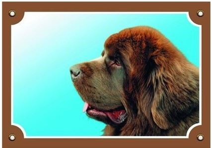 Farebná ceduľka Pozor pes Novofundlanský pes hnedý