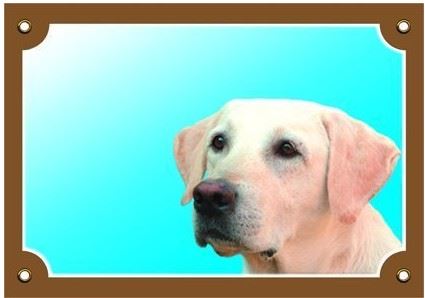 Farebná ceduľka Pozor pes Labrador svetlý