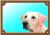 Farebná ceduľka Pozor pes Labrador svetlý