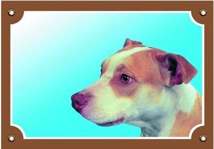 Farebná ceduľka Pozor pes pitbullteriéra