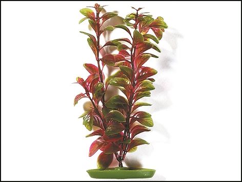 Rastlina Red Ludwigia 38 cm 1ks
